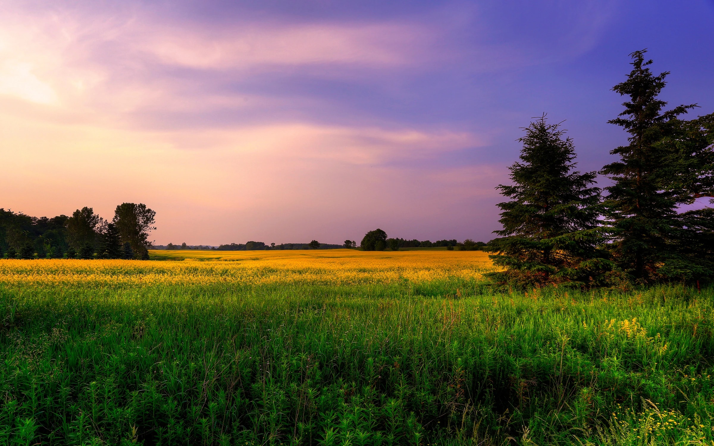Oogstveld bij zonsondergang